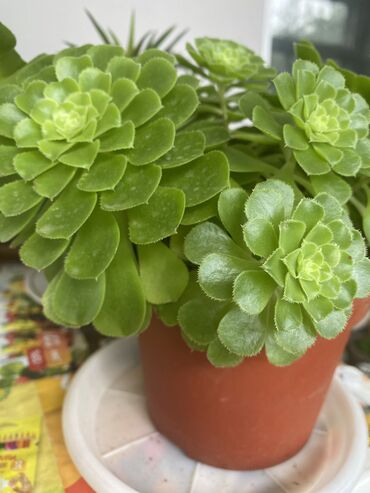 Фикусы: Продаю комнатные цветы, выращенные с душой, ухоженные и здоровые. В — 3