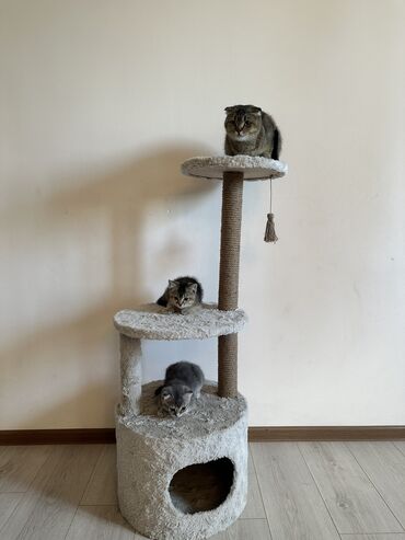котята бишкек: Шотладские котята: вислоухая и стрэйт, родились 4 мая 2024г