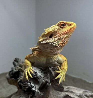 Digər heyvanlar: В продаже половозрелый самец бородатой агамы ( bearded dragon) морфы
