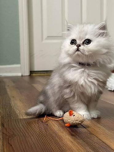 голд шиншилла: Золотая шиншилла — 8