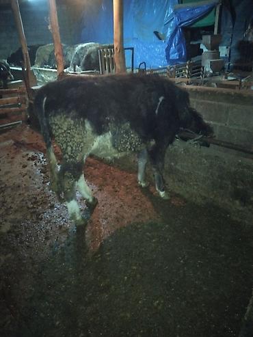 Коровы, быки: Продаю | Бык (самец) | Полукровка | На откорм | Привязанные — 17