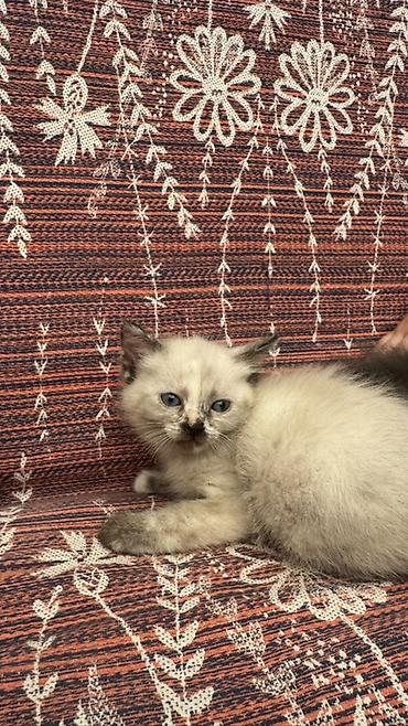 Продажа кошек: Котята, домашние, три девочки один мальчик игривые - кремово-сиамский — 6