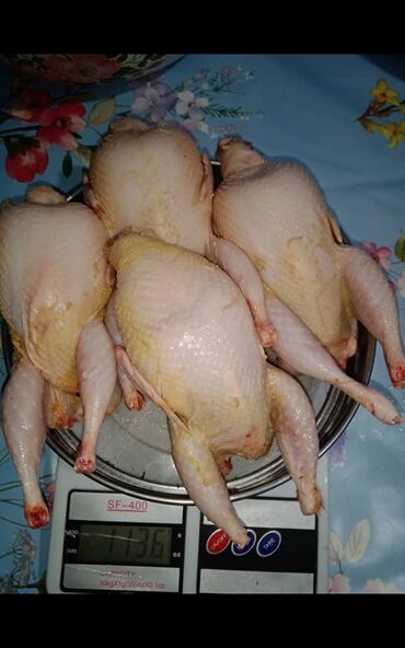 перепела: Продаю мясо перепелов