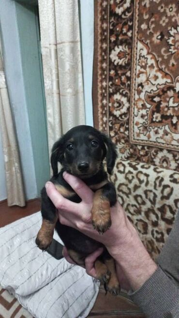 сколько стоит порода собаки доберман: Такса, 3 месяца, Самка