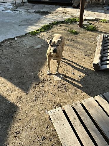 böyümüyən itlər: Pitbul, Peyvəndli — 1