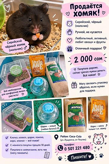 хомяк каракол: Сирийский чёрный хомяк (мальчик). Характеристики: - Ручной, не — 1