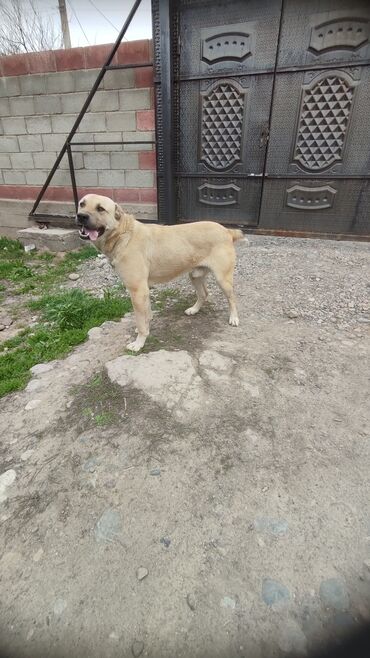 собаки кангал: Алабай © 
Масса 50 кг
Характеристики
Рост. 70 см
возраст 1.5 год