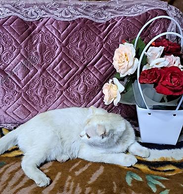 коротколапые коты цена: Котики скоттиш фолд белый и чёрный 4 месяца.Оба мальчики — 8