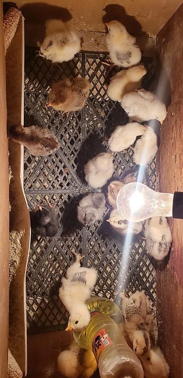 Куры, петухи: Продаю | Цыплята | Для разведения — 16