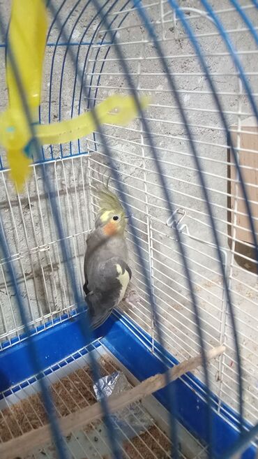 клетка для попугаев: Məhsul: Nimfa tutuquşu (Cockatiel) və qəfəs seti Təsvir: - Boz rəngli
