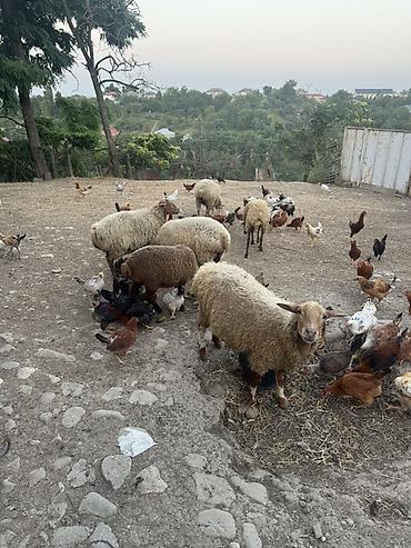 quzu: Təcili satılır. Qoyunlar qoca deyil, cavandırlar. Onlardan ikisi hələ — 4