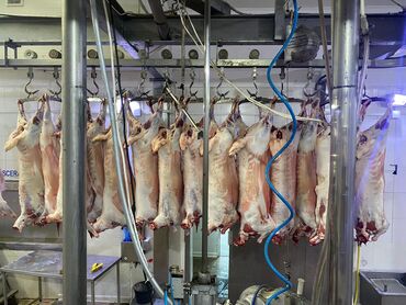 Мясо: Баранина : Лопатка, Более 10 кг — 6