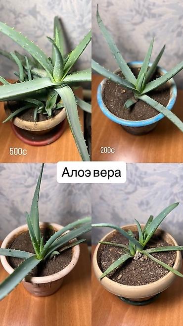 Хойи: Комнатные растения хойя и алоэ вера. Хойя — укоренённые черенки в — 10