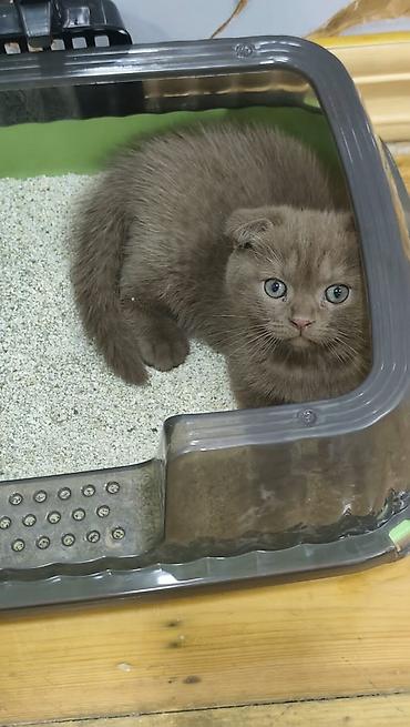 коты в хорошие руки: Шотландская вислоухая, Самка, В добрые руки, Самовывоз, Платная доставка — 1