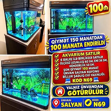 heyvan bazarı: Akvarium satılır. Spectrum markalı akvariumdur və 6 balıqla birlikdə — 1