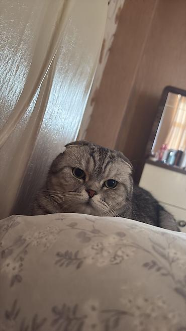 Кошки: Шотландская вислоухая — 6