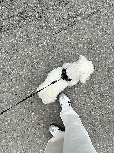выгул собаки: Выгул вашей собачки, в полной заботе и нежности! 🐶❤️ выгул собак в — 4
