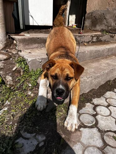 немецкая овчарка кабель: Ит бекер берилет: Амстафф, 9 айлык, Эркек, Ит тегин тастыктоочу документ