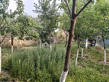 neftçala ev: Sumqayıt, 5000 kv. m, 8 otaq, Hovuzsuz, İnternet, Telefon, Qaz — 3