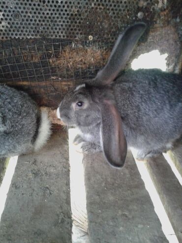 кролики: Кролики 4х.месячные.есть.самы самки