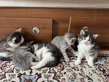 Pişiklər: Yaxşı əllərə — 7