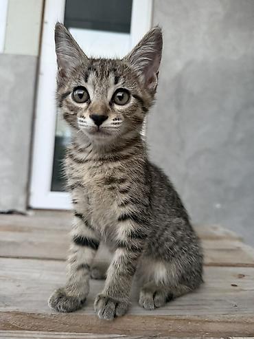 трехцветный кот мальчик: Кошка даром: Беспородная, 2 месяца, Мальчик, Приучена к лотку — 1