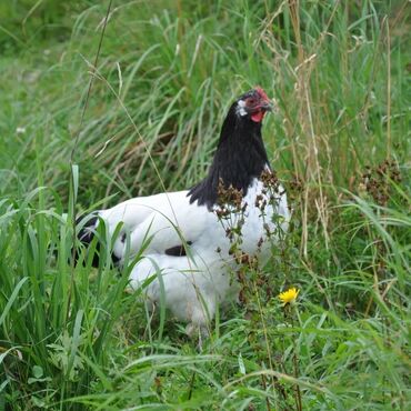 Toyuqlar: Məhsul: Qara-bəstəbaş (Avstralorp tipli) rəngdə kənd toyuqları və — 9