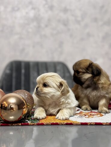 zvanok balası: Pekines, 1 ay, Erkek, Peyvəndli, Ödənişli çatdırılma