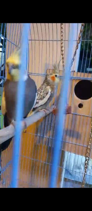 Tutuquşları: Nimfa (Cockatiel) cütü və qəfəs dəsti - Növ: Nimfa tutuquşusu — 8