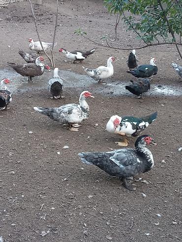ordek satisi: Muscovy ördəkləri (hind ördəyi) – çoxsaylı sürü Qiymətləri Ferqlidir — 4