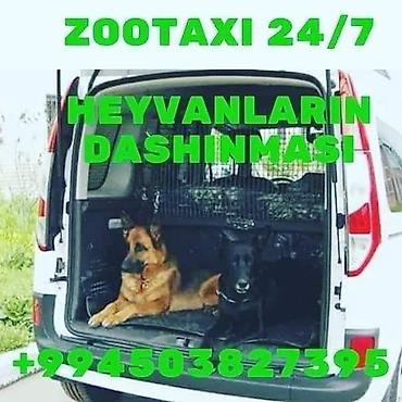 taksa: ZooTaksi xidməti. Ev heyvanlarının daşınması. Şəhər daxili məsafədən — 4