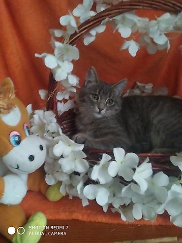 Отдам даром кошку: 3 месяца, Девочка — 13