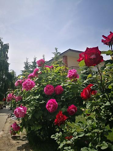 Иссык-Куль 2026: Коттедж, Коттедж Чолпон-Ата, Парковка, стоянка, Охраняемая территория, Баскетбольная площадка at lalafo.kg — 7 Иссык-Куль 2026: Коттедж, Коттедж Чолпон-Ата, Парковка, стоянка, Охраняемая территория, Баскетбольная площадка — 7