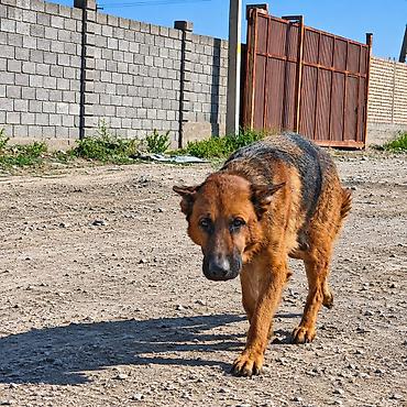 щенки немецкой овчарки ош: Щенок крупной породы, пушистый, рыже-палевого окраса с тёмной — 2