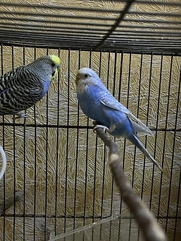 Tutuquşları: Salam. Birinci şəkildəkilər cütdülər ağ rənglə yaşıl sarılı olan onlar — 5