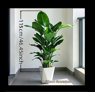 evkalipt agaci: Dekorativ süni gül (Strelitzia nicolai stili) - Hündürlük: 115 sm — 2