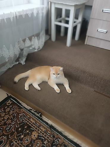 племенной: Британская короткошёрстная, 1 год, Мальчик, Золотая шиншилла — 2