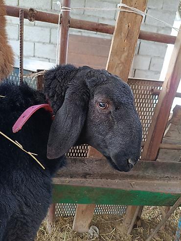 Баран, овца: Продаю | Баран (самец) | Для разведения | Осеменитель — 10