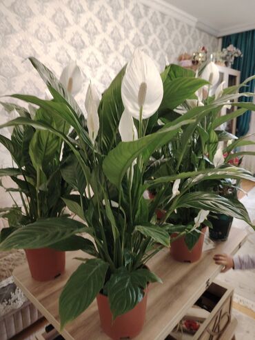 саженцы клубники азия: Spathiphyllum (Sülh zanbağı) otaq bitkisi Salam əlde 3 ədəd qalib 35