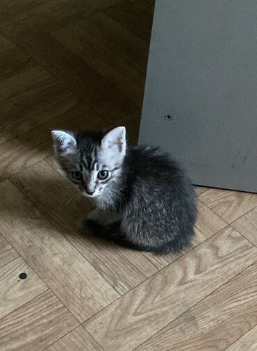 леопардовая кошка цена: Отдам даром в добрые руки Милый котенок с серой полосатой шерстью и