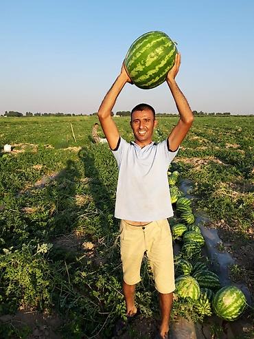 Удобрения и садовая химия: Удобрение Самовывоз — 14