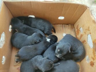 afçarka itlerin qiymeti ucuz: Xaski, Erkek