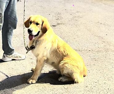goldun: Retriever, 2 il, Erkək, Peyvəndli — 3