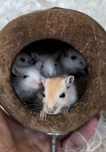 домашние куры купить: Продаются РУЧНЫЕ песчанки. От них НЕТ ЗАПАХА, как от хомячков и крыс