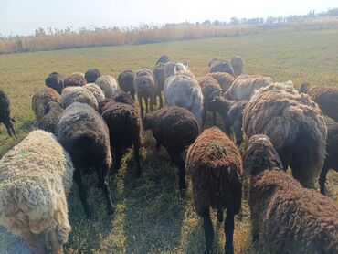 животные домашние: Продаю | Ягненок