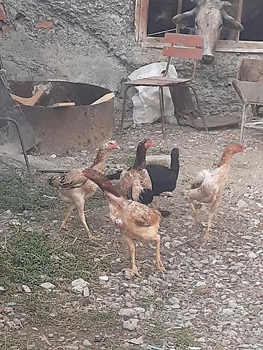 Heyvanlar: Heyratı fərələr 5 dənə qırmızı fərədi biri kürk yatır bu ilki fərələrd — 1