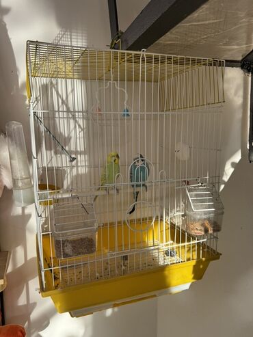 купить собаку пекинес: Qəfəslə birlikdə dalğalı papağanlar üçün tam set - Rəng: ağ