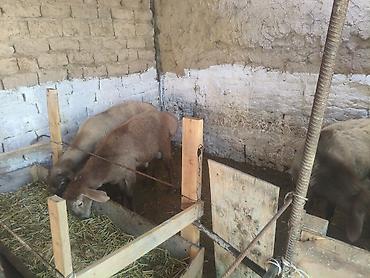 goat: Продаю | Ягненок | Для разведения — 6
