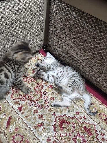 Животные: Котёнок 1месяц, отец Бенгальский мать Шатланка серебристого окраса с — 7