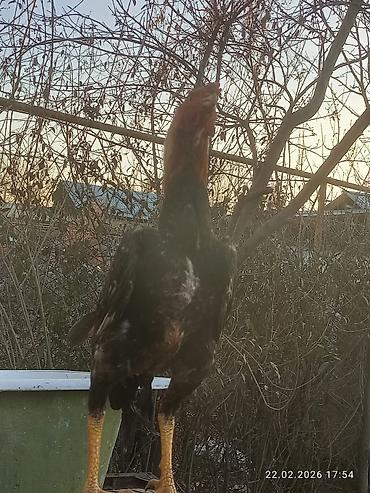 Куры, петухи: Продаю | Петух | Для разведения — 10